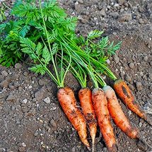 ミニキャロット