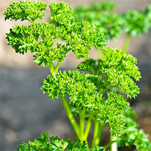 パセリ